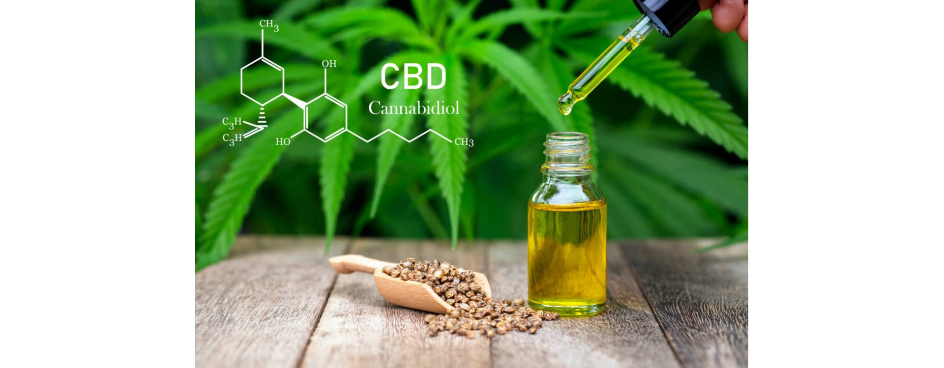 HUILE DE CBD : COMMENT BIEN L’UTILISER ?